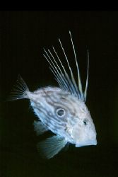 Zeus faber. This is one of the strangest fishes living in... by Arthur Telle Thiemann 